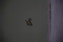 abeille.webp